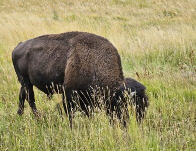 Yellowstone National Park – Canyon Visitor Center, Fishing Bridge, Yellowstone Lake, Grand Canyon of the Yellowstone